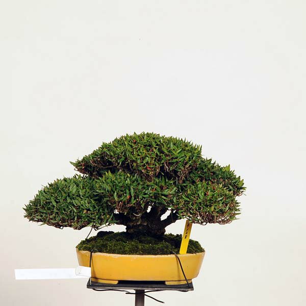 盆栽 特選：縮緬葛（チリメンカズラ）　現品* ちりめんかずら　 Kazura bonsai 小品盆栽