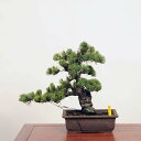 盆栽：五葉松 現品 *ごようまつ　ゴヨウマツ　Goyoumatsu bonsai 中品盆栽