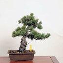 盆栽：五葉松 現品 *ごようまつ　ゴヨウマツ　Goyoumatsu bonsai 中品盆栽