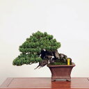 盆栽 特選：五葉松*現品 ごようまつ　ゴヨウマツ　Goyoumatsu bonsai 中品盆栽