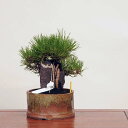~́FO͍Εt*@i ܂@N}c@Kuromatsu bonsai i~