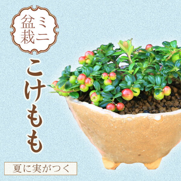 ߥߺϡ*(ھȭ)2023ǯ¡ۥʪȭ bonsai
