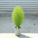 庭木・草本類:コキア(こきあ)5号* ほうき草 箒草 ホウキソウ ホウキ木 ポット