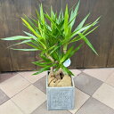 おしゃれ 観葉植物:ユッカ ブランチ 鉢カバー*麻布 現品をお届け