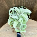 観葉植物：チランジア エアープランツ カーリースリム R*エアプランツ Tillandsia Curly Slim