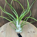 観葉植物：チランジア エアープランツ ブルボーサ ベリーズ L*エアプランツ Tillandsia bulbosa Belize