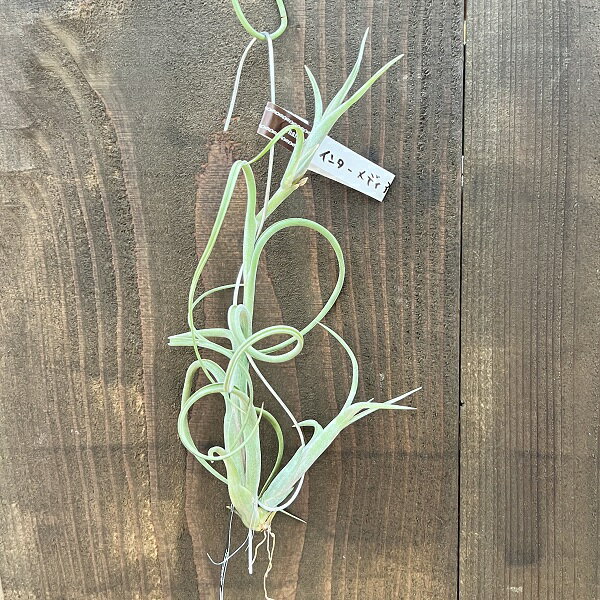 観葉植物：チランジア エアープランツ インターメディア 2pup　小*エアプランツ Tillandsia intermedia