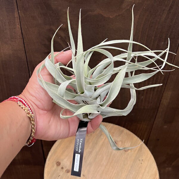 観葉植物：チランジア エアープランツ カクティコラ ブライトリーフ*エアプランツ Tillandsia Cacticola Bright Leaf