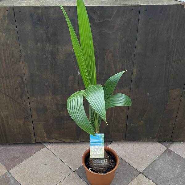 おしゃれ 観葉植物：ココヤシ ココナッツパーム プラポット 大型ヤマト便