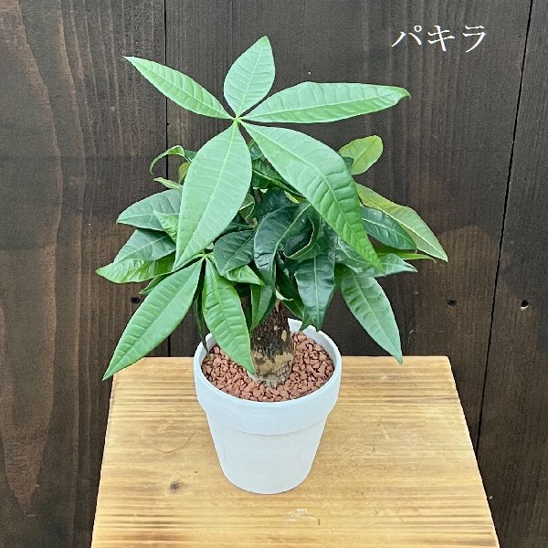 クロトン 品種選べる： 観葉植物 テラコッタ鉢植え*パキラ ドラセナ ポリシャス クロトン サンデリアーナ ウンベラータおしゃれ 素焼き鉢