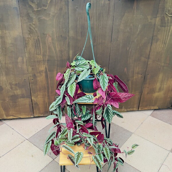 おしゃれ 観葉植物：シッサス　ディスカラー*セイシカズラ 吊り鉢 7号 Cissus