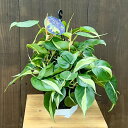 おしゃれ 観葉植物 :オキシカルジウム ブラジルカーニバル*斑入りフィロデンドロン5号 吊り鉢 Philodendron