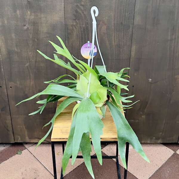 観葉植物：ビカクシダ コウモリラン アルキコルネ*5号 吊り鉢 Platycerium alcicorne