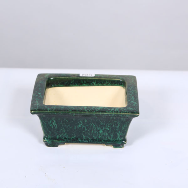 盆栽小鉢：桂雲 長方ソリ鉢 13.3cm 【現品】