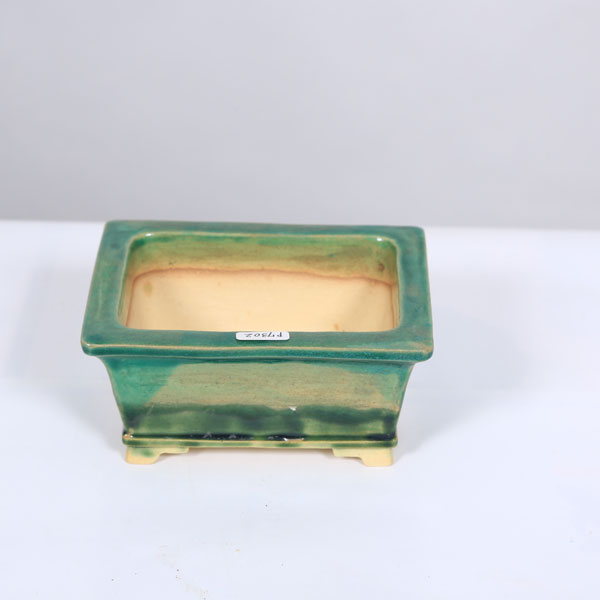 盆栽小鉢：桂雲　長方ソリ鉢　13.3cm 【現品】