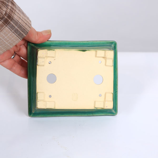 盆栽小鉢：桂雲　長方ソリ鉢　13.3cm 【現品】