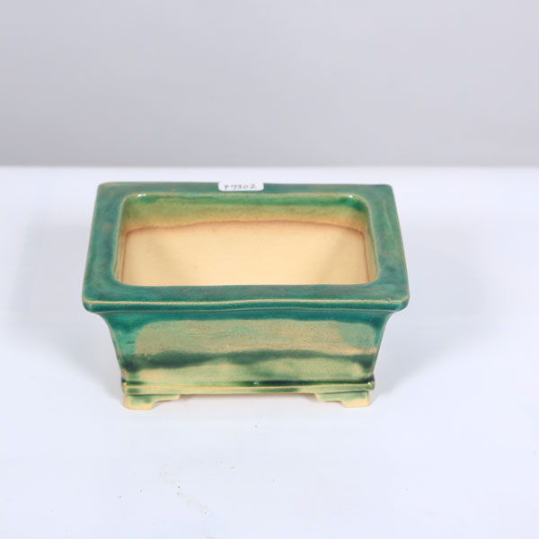 Rakuten - 盆栽小鉢：桂雲　長方ソリ鉢　13.3cm 【現品】