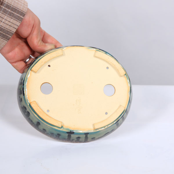 盆栽小鉢：桂雲　楕円鉢　17.2cm 【現品】