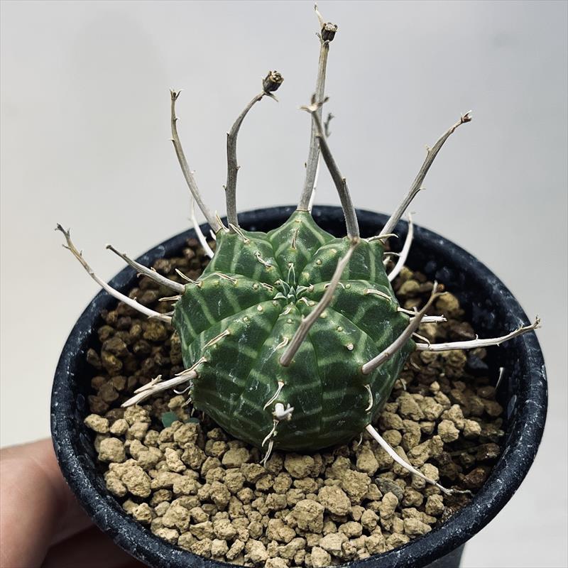 多肉植物：ユーフォルビア バリダ*SS　幅3.5cm　☆赤松実生