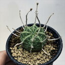 多肉植物：ユーフォルビア バリダ*SS　幅3.5cm　☆赤松実生 その1