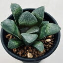 多肉植物:ハオルチア 阪井氏スプリング交配*S 幅6.5cm