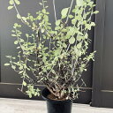 多肉植物：ユーフォルビア　ポリヤンサ*幅38cm　現品！一品限り