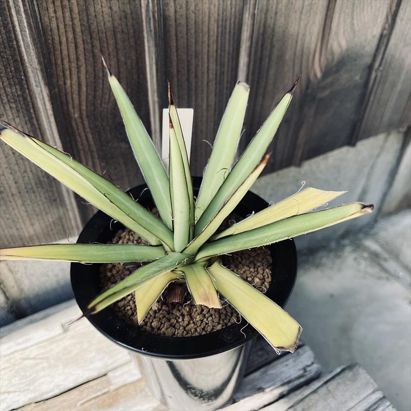 多肉植物：アガベ　オカヒー*幅15cm