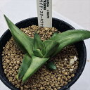 多肉植物:ハオルチア ワイドスターキアナ*幅9cm