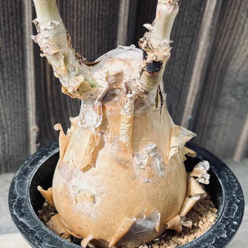 �����ǥå��������ե����ƥ�ޡ�����������*����9cm�����ʡ����ʸ¤�