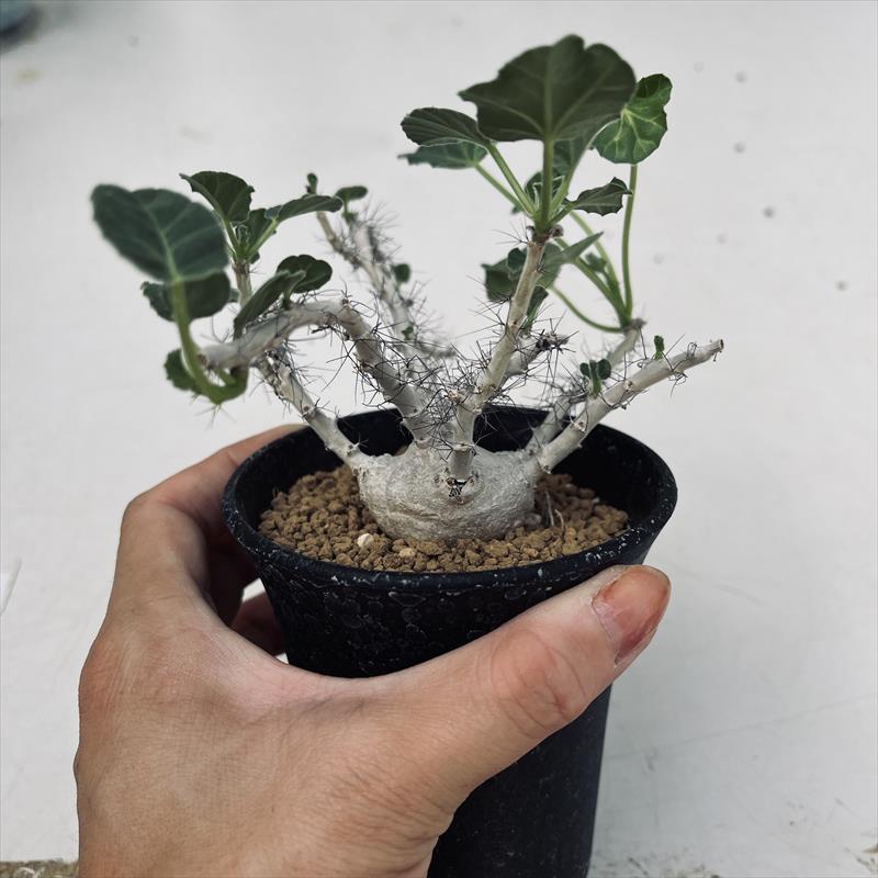 コーデックス：ヤトロファ マルギナータ*葉幅14cm　現品！一品限り