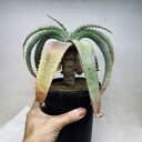 多肉植物:アロエ スプラフォリアータ 幹立ち*幅18cm