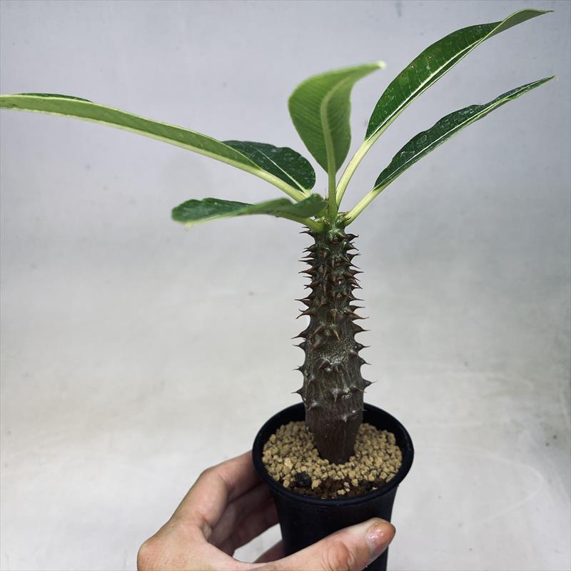 コーデックス：パキポディウム　バロニー 実生*S　塊根幅2.5cm