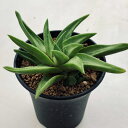 多肉植物:ハオルチア スターキアナ*M 幅12cm