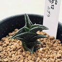 多肉植物:ハオルチア ニグラ No.12*幅3.5cm