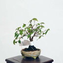 盆栽：欅(けやき)　現品*ケヤキ Zelkova serrata　Keyaki bonsai ミニ盆栽