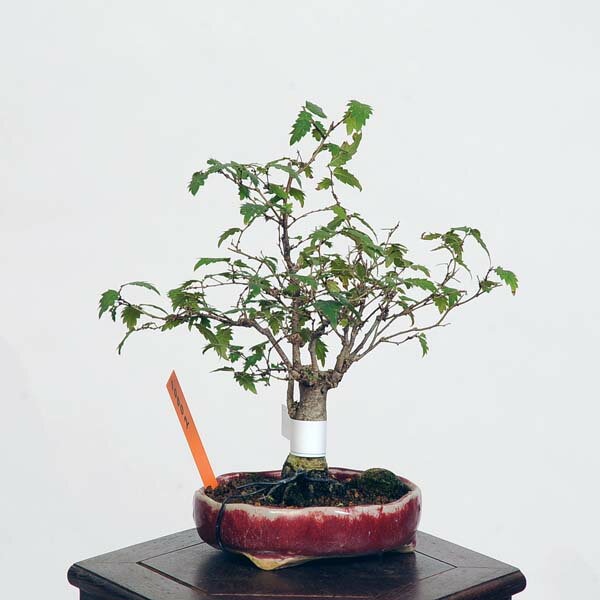 盆栽：欅(けやき)　現品*ケヤキ Zelkova serrata　Keyaki bonsai ミニ盆栽