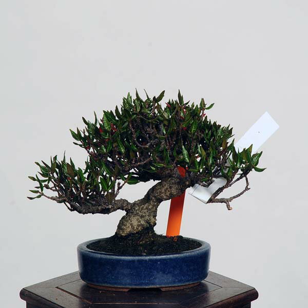 盆栽 特選：縮緬葛（チリメンカズラ）　現品* ちりめんかずら　 Kazura bonsai 小品盆栽