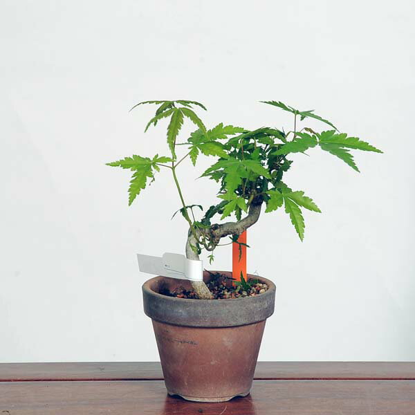 盆栽：山紅葉　現品*山もみじ　モミジ　Momiji bonsai 小品盆栽