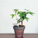 盆栽：山紅葉　現品*山もみじ　モミジ　Momiji bonsai 小品盆栽