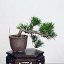 ~́FO͍*@i ܂@N}c@Kuromatsu bonsai i~