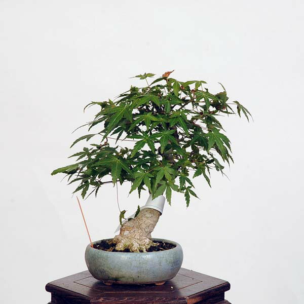 盆栽 特選：山紅葉　現品*山もみじ　モミジ　Momiji bonsai 小品盆栽