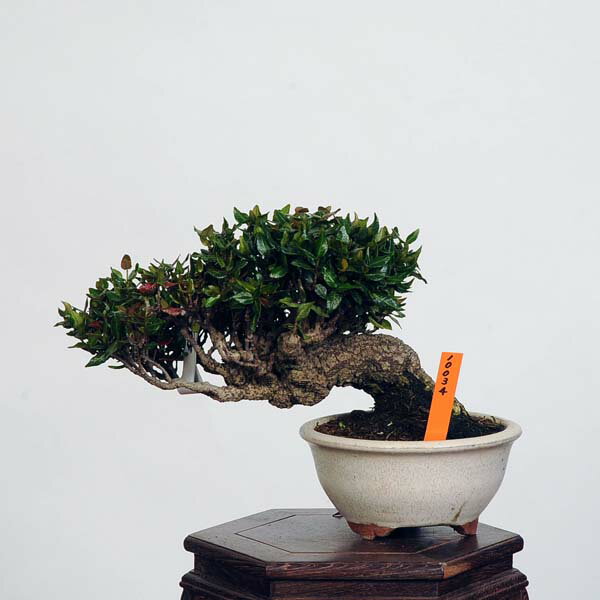 盆栽 特選：縮緬葛（チリメンカズラ）　現品* ちりめんかずら　 Kazura bonsai 小品盆栽