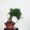 ~ IFO͍*@i ܂@N}c@Kuromatsu bonsai i~