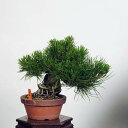 盆栽 特選：三河黒松*　現品 くろまつ　クロマツ　Kuromatsu bonsai 小品盆栽