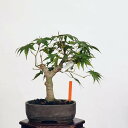 盆栽：山紅葉　現品*山もみじ　モミジ　Momiji bonsai 小品盆栽