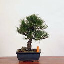 ~́FO͍*@i ܂@N}c@Kuromatsu bonsai i~