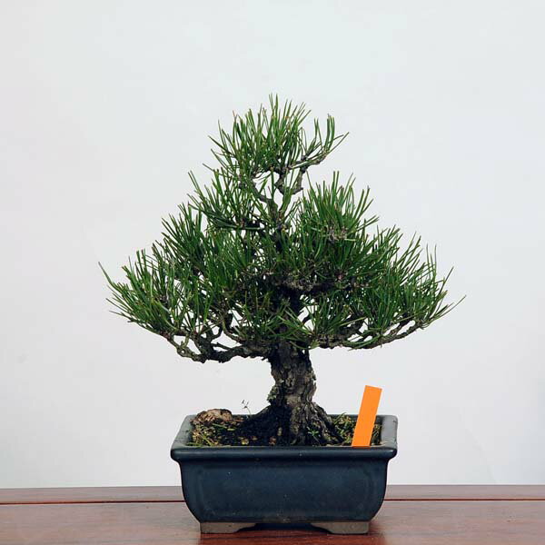 盆栽：三河黒松*　現品 くろまつ　クロマツ　Kuromatsu bonsai 小品盆栽