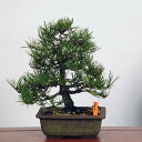 ~ IFO͍*@i ܂@N}c@Kuromatsu bonsai i~