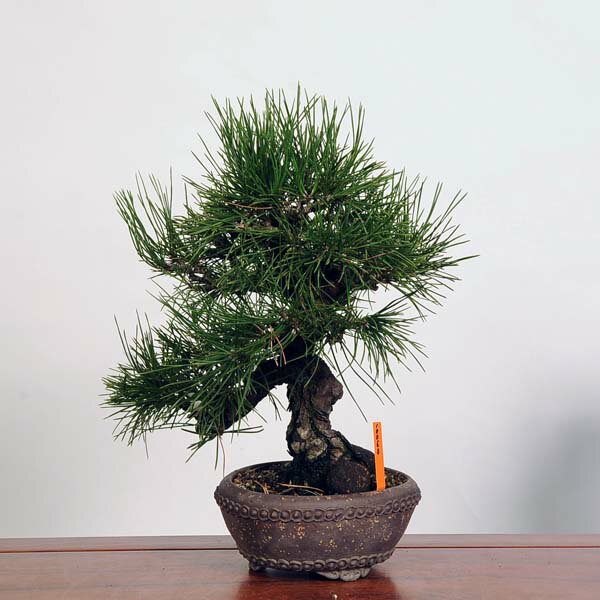 盆栽 特選：三河黒松*　現品 くろまつ　クロマツ　Kuromatsu bonsai 中品盆栽