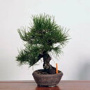 ~ IFO͍*@i ܂@N}c@Kuromatsu bonsai i~